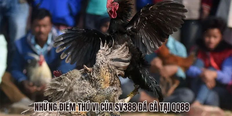Những điểm thú vị của SV388 Đá Gà tại QQ88